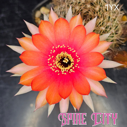 Lobivia hybrid 1YX with vibrant orange flower, pink-red centre, and perfect symmetry.