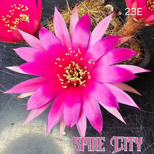 Lobivia hybrid 23E with bright pink layered petals resembling flower fireworks.