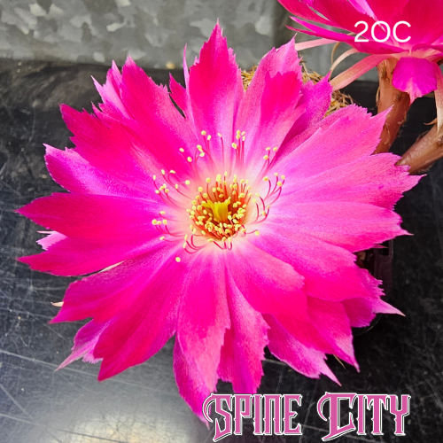 Lobivia hybrid 2OC with large vibrant pink flower and soft feathered petal edges.