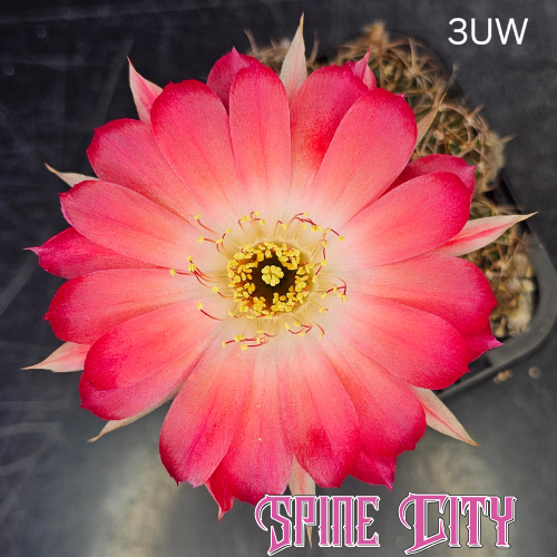 Lobivia hybrid 1-Code 3UW cactus flower with white centre, peach transition and rich red outer petals