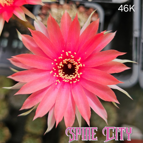 Lobivia hybrid 46K with coral flowers, bright pink centre, and white outer petals.