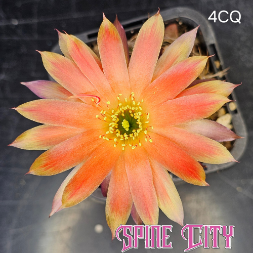 Lobivia hybrid 4CQ with orange and yellow-tipped petals and dark secondary petals.