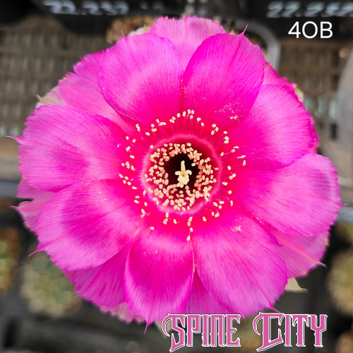 Lobivia hybrid 4OB hyper pink iridescent flower with textured rounded petals