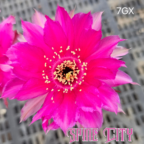 Lobivia hybrid 7GX hyper pink flower with neon centre ring and feathered tips