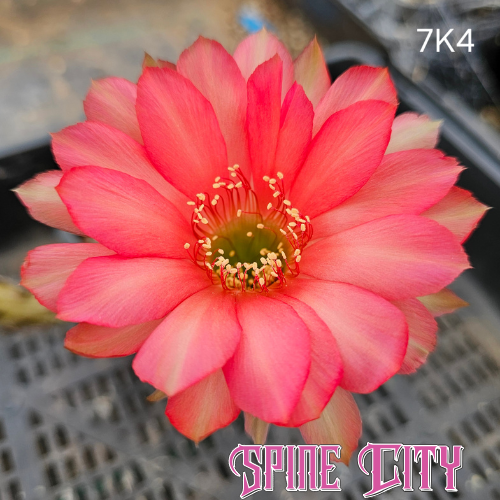 Lobivia hybrid 7K4 coral red flower with green central accents
