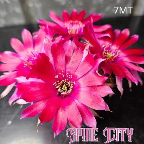 Lobivia hybrid 7MT with vivid magenta flower and prolific blooming habit.