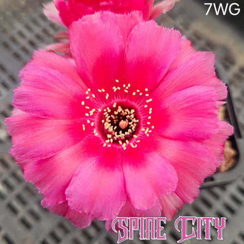 Lobivia hybrid 7WG with rounded, heavily textured cerise pink petals and a dark red centre