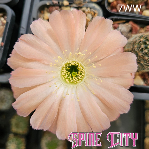 cactus flower with soft peach petals, subtle coffee undertones, faint white brushing and feathered tips, code 
