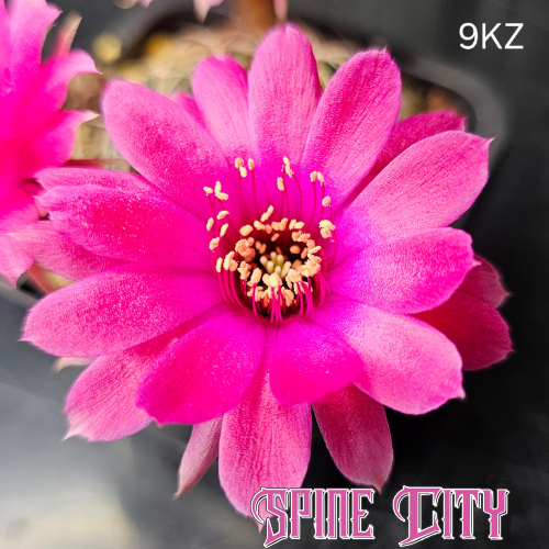 Lobivia hybrid 9KZ with small vivid pink flowers and compact growth.