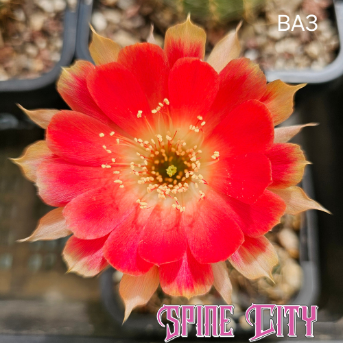 Lobivia hybrid BA3 with creamy yellow and red layered petals showing perfect symmetry.