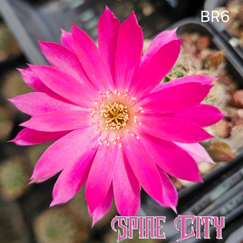 Lobivia hybrid BR6 with vibrant pink flowers and creamy white throat.