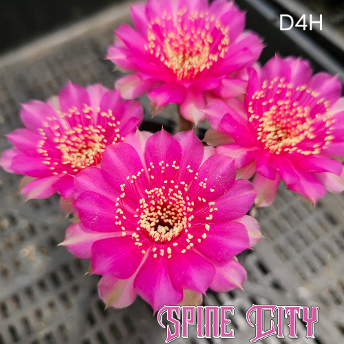 Lobivia hybrid D4H with hyper pink scalloped petals, dense flower form and visible anthers across the bloom