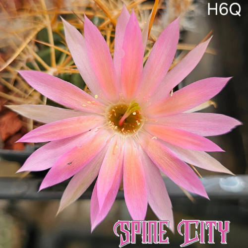 Lobivia hybrid H6Q flower with bubblegum pink petals brushed with peach and orange, sharp petal form and large brutal spines