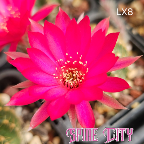 Lobivia hybrid LX8 hyper pink flower with purple iridescent petals
