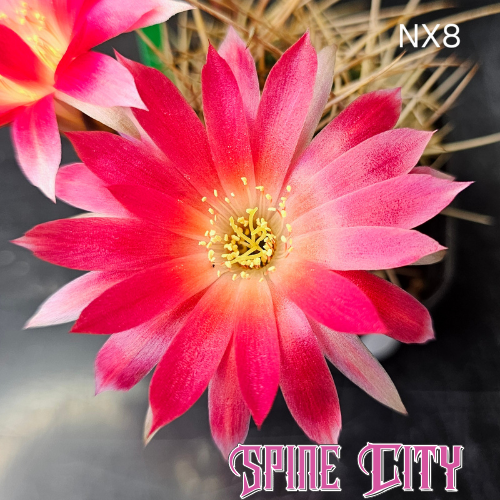 Lobivia hybrid NX8 with cherry-red petals, white centre, and soft outer highlights.