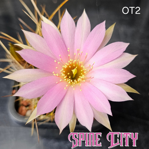 Lobivia hybrid OT2 with soft baby pink flowers brushed with white and strong spines.