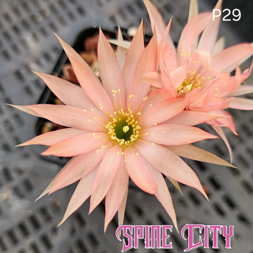 Lobivia hybrid P29 with muted peach flowers, coffee-toned centre and sharp angular petals