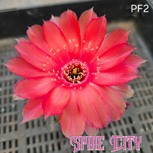 Lobivia hybrid PF2 with rich red flowers, iridescent violet petal edges and glass-like, near translucent petals