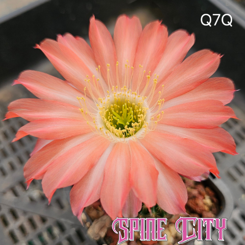 Lobivia hybrid Q7Q apricot-peach flower with brushed white petal centres and yellow-green glow
