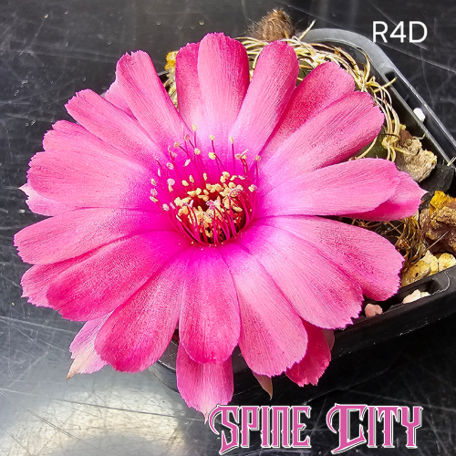 Lobivia hybrid R4D with large reddish-pink flower, bright pink centre, and rounded petals.