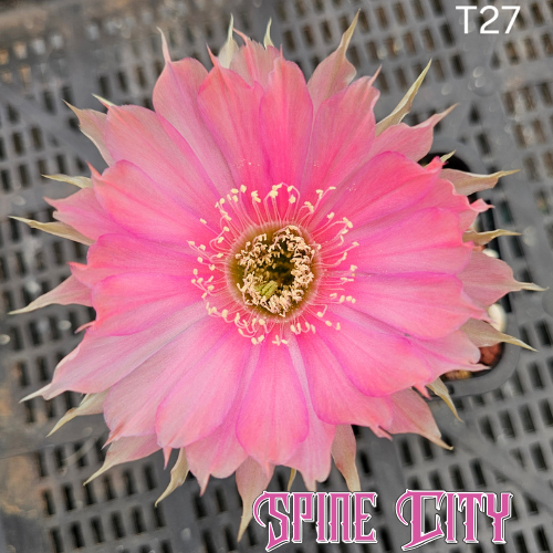 Lobivia hybrid T27 soft pink flower with purple highlights and unique petal shapes