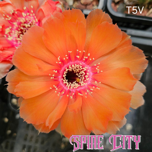 Lobivia hybrid T5V cactus flower with vibrant orange petals, neon pink centre glow and scalloped texture