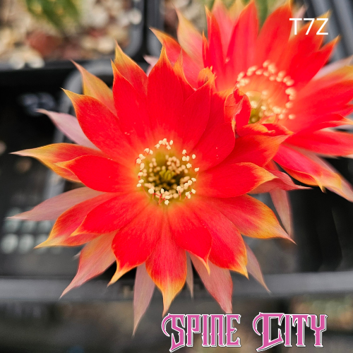 Lobivia hybrid T7Z flower with yellow centre, vibrant red petals and yellow tipped edges, cupped outer petals