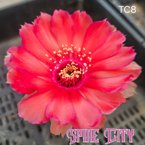 Lobivia hybrid TC8 coral red flower with magenta tips and hot pink centre