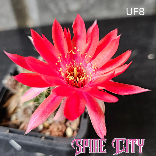 Lobivia hybrid UF8 vibrant red flower with lighter centre and ragged petal tips