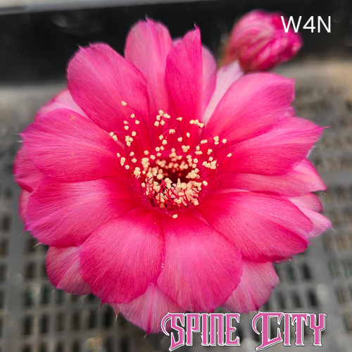 Lobivia hybrid W4N magenta pink textured flower with soft rounded shape on variegated body