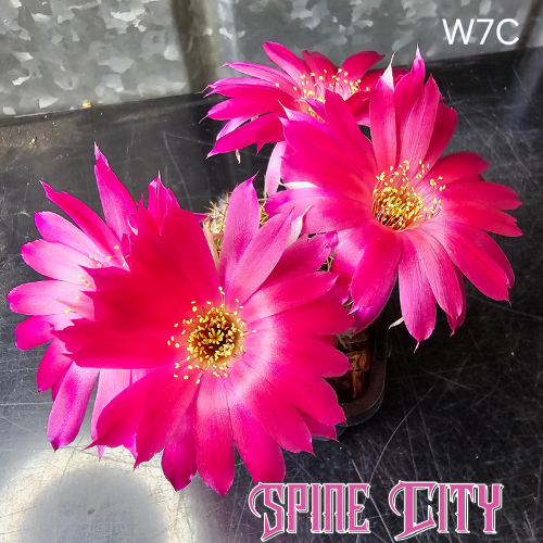 Lobivia hybrid W7C with large vivid pink flowers on a compact plant.