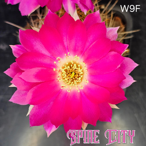 Lobivia hybrid W9F with dense pink petals, white centre, and soft outer accents.