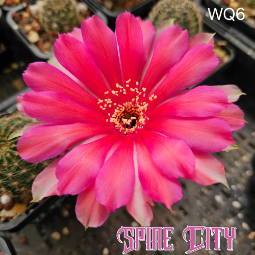 Lobivia hybrid WQ6 cactus flower with layered petals in red, purple and orange tones, open spacing between petals