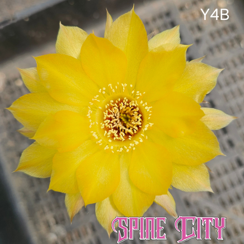 Lobivia hybrid Y4B butter-cup yellow flower with green and white undertones and layered petals