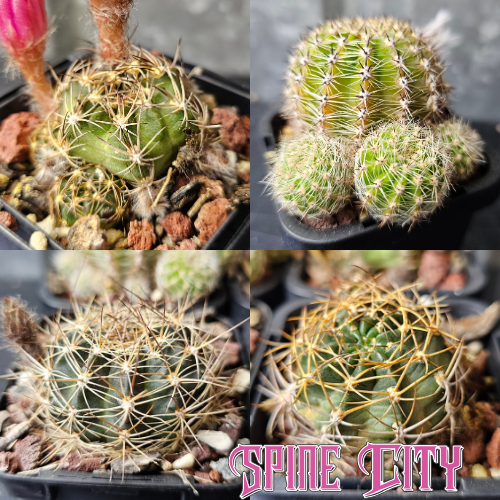 Assorted cactus bundle of 4 plants from the 20.85 collection with varied forms and flowers.