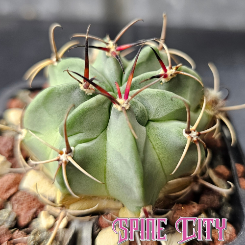 Lobivia jajoiana v. paucicostata WR217 cactus with glaucous skin and red new spines.