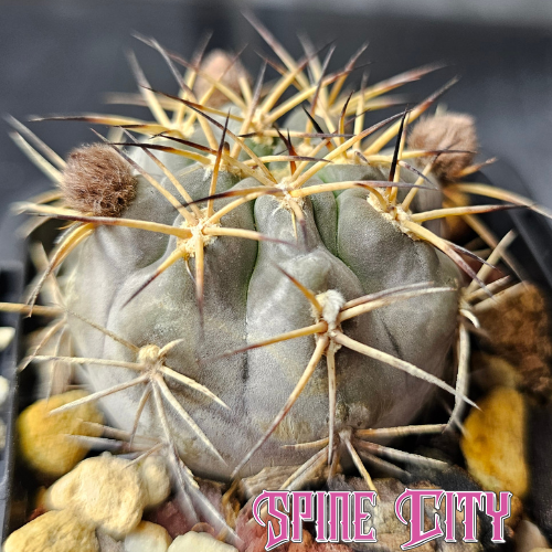 Lobivia thionantha v. glauca cactus with powdery violet-grey body and straw spines with dark tips.