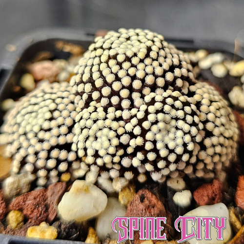 Mammillaria luethyi with distinctive tentacle-like growth and compact sculptural form.