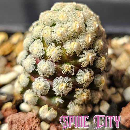 Mammillaria theresae cactus with compact body, fine white spines, and lilac-pink flowers.