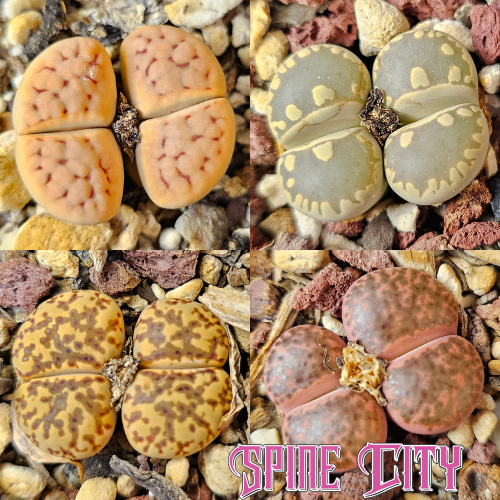 Marked forms – 4 Lithops plants, living stones, showing variation in pattern and form