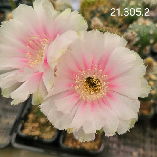 Lobivia cv. Marshmallow