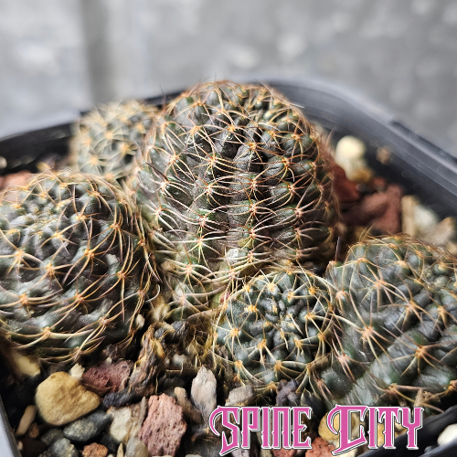 Mediolobivia atrovirens with a dark body, multiple clustered heads and small tight spines.