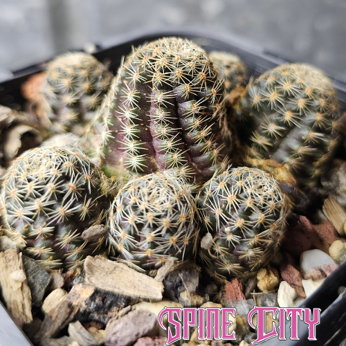Mediolobivia pygmaea FR1107 with miniature purple-tinted bodies, multiple heads and tiny spines.