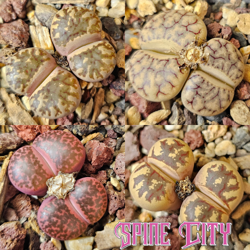 Muted earth mix – 4 Lithops plants, living stones, showing variation in pattern and form