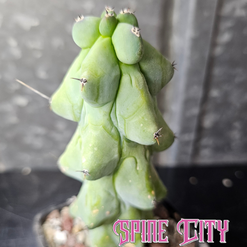 Myrtillocactus geometrizans ‘Blue Boobs’ cactus with blue green clustered growth and rounded form, Spine City