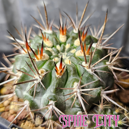 Rare Neochilenia subikii cactus with frosted skin and vivid red-orange new spines, slow-grown for character and striking presence.