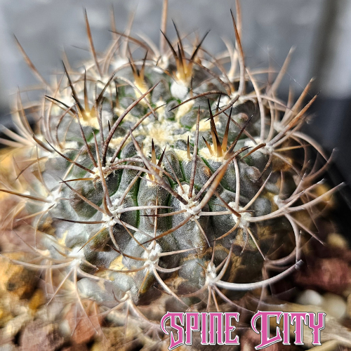 Rare Neochilenia vanbaelii cactus grown from field-collected seed KK68, showing dark weathered body and natural patina from slow growth.