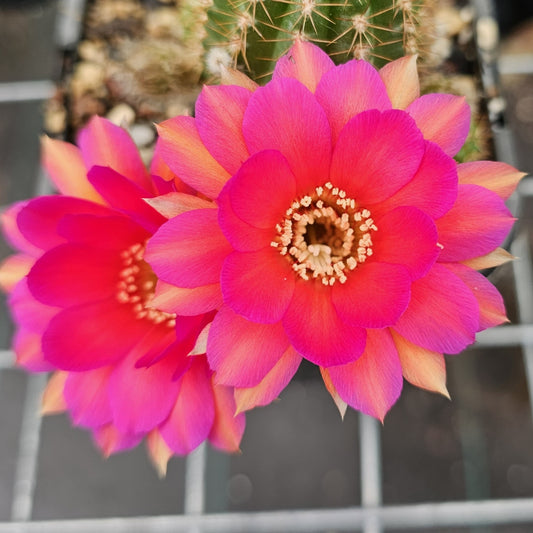 Chamaecereus cv. Neon Lights cactus with stout body and neon pink flowers with orange highlights, Spine City original flagship cultivar