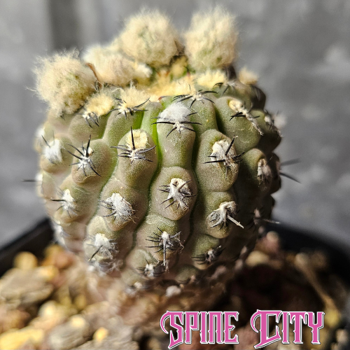 Neoporteria reichii cactus with frosty olive-grey body and dark short spines – grown by Spine City