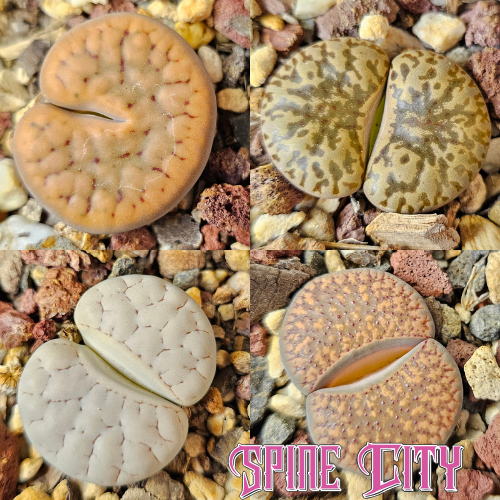 Pattern focus – 4 Lithops plants, living stones, showing variation in pattern and form